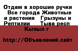 Отдам в хорошие ручки - Все города Животные и растения » Грызуны и Рептилии   . Тыва респ.,Кызыл г.